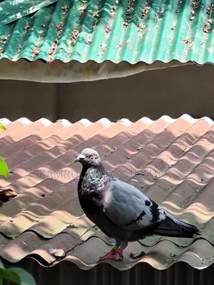 Racer Pigeon