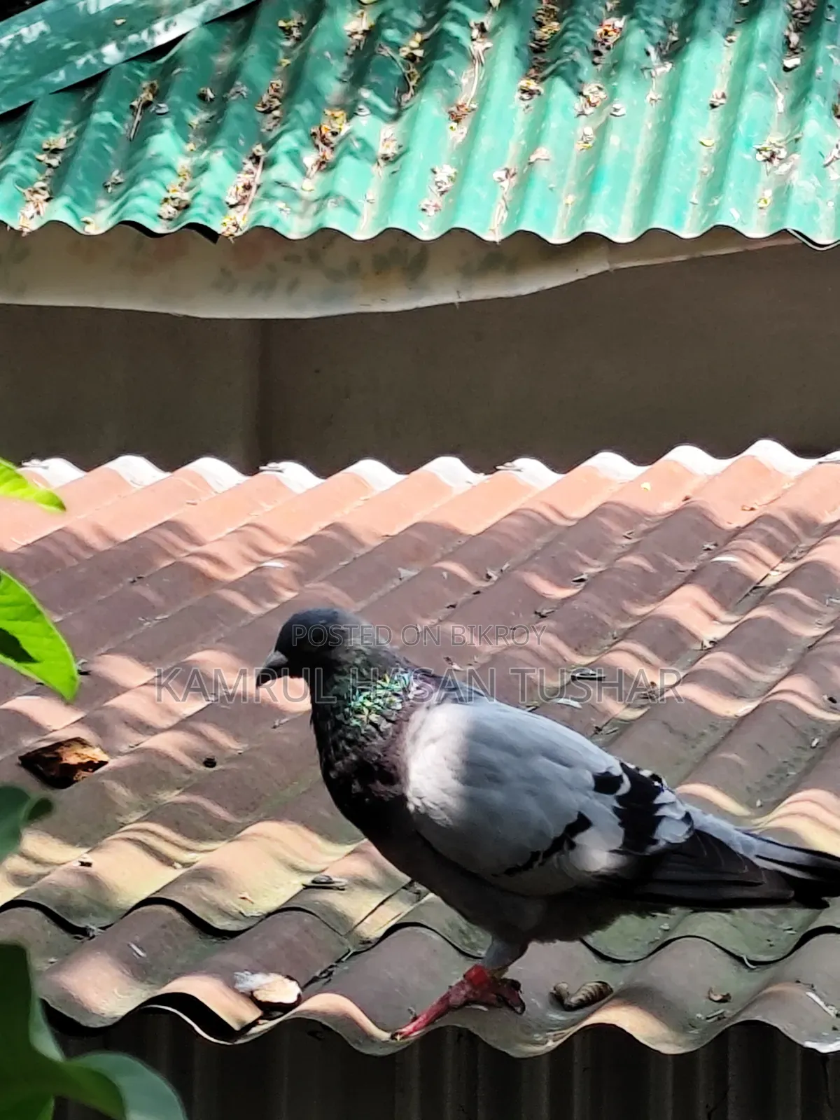 Racer Pigeon