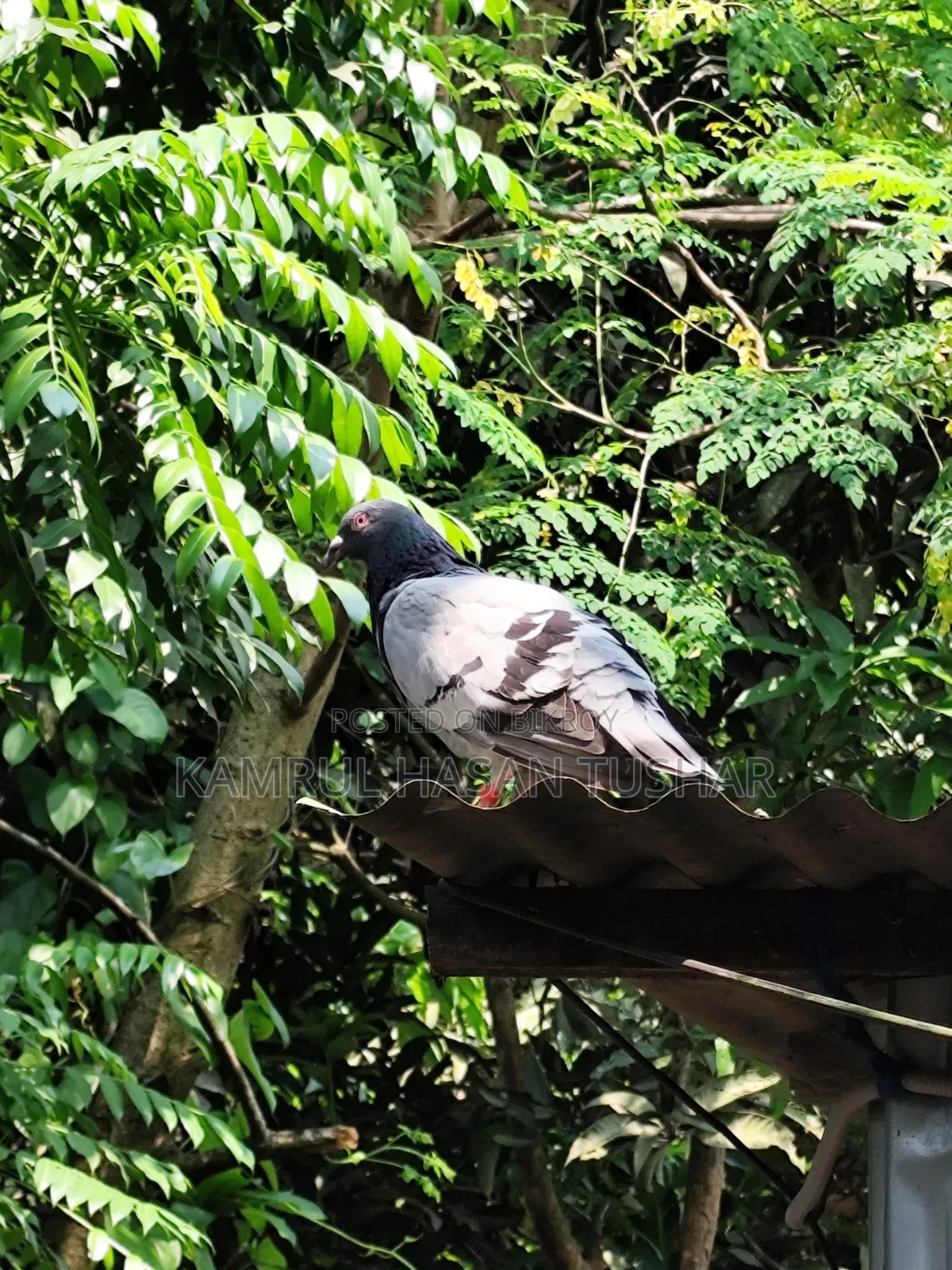 Racer Pigeon