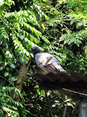 Racer Pigeon