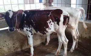 ১৬৪৫নং উন্নত ২টি বকনা বাছুর গরু ভালো জাতের।