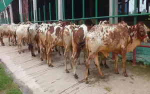 ১৬৩৫ নং উন্নত জাতের ৯টি এড়ে গরু।