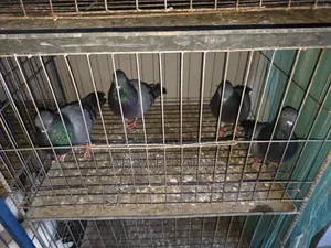 কবুতর সেল হবে