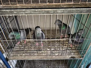 কবুতর সেল হবে
