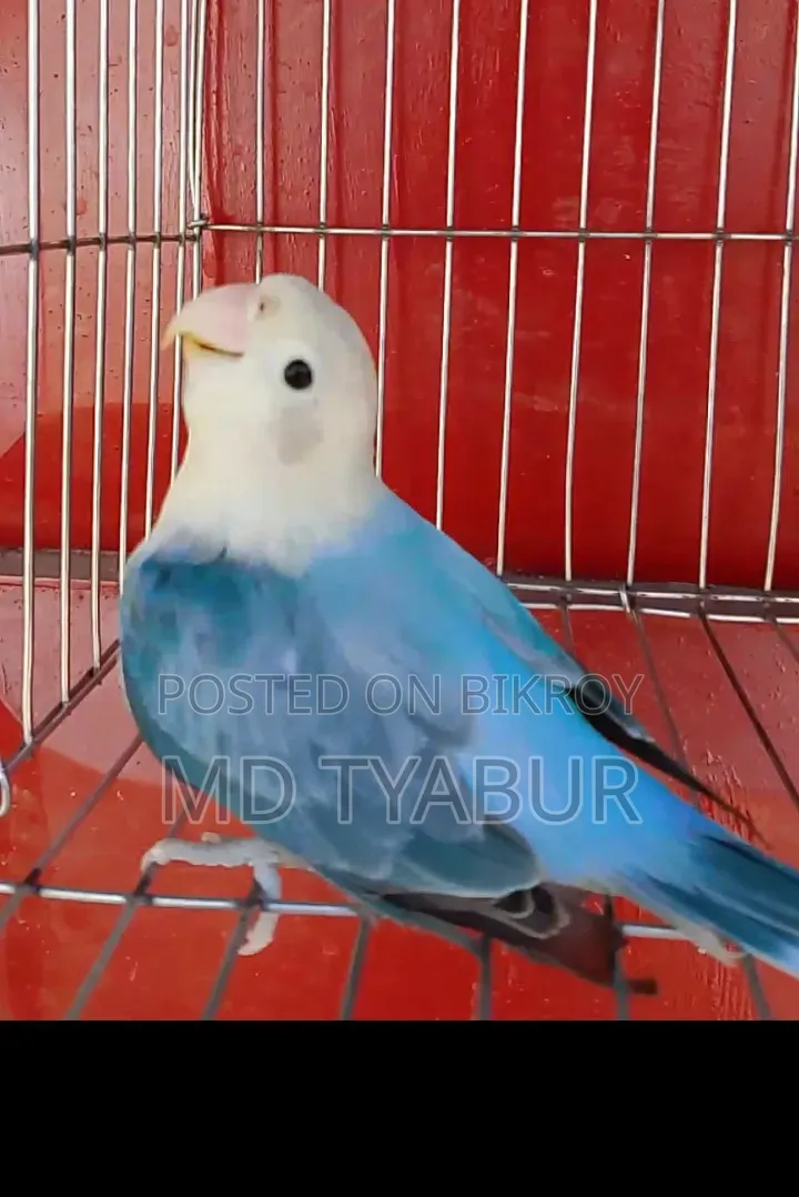 লাভ বার্ড ওপলাইন