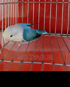 লাভ বার্ড ওপলাইন