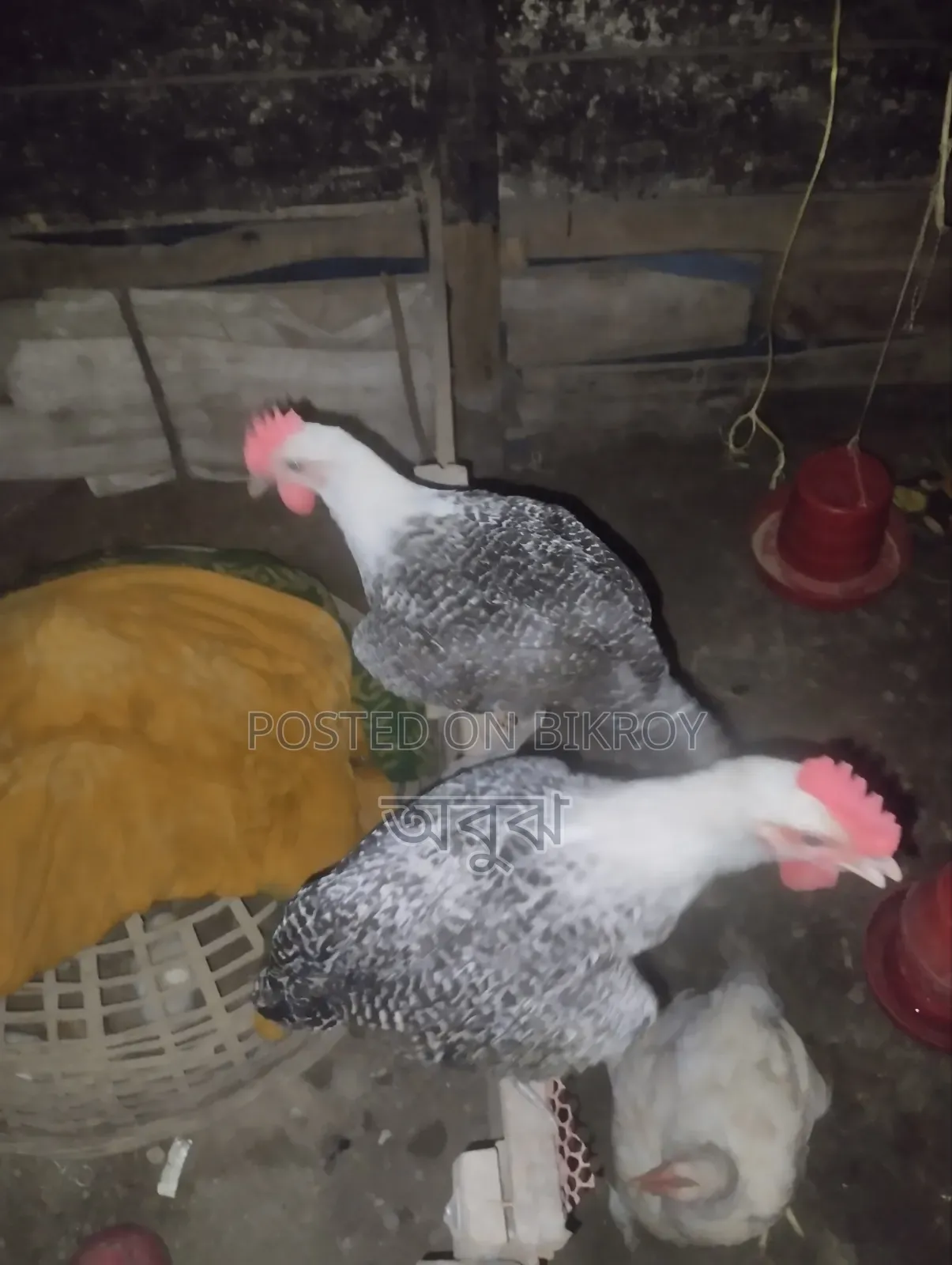 মিশরীয় ফাওমি মোরগ