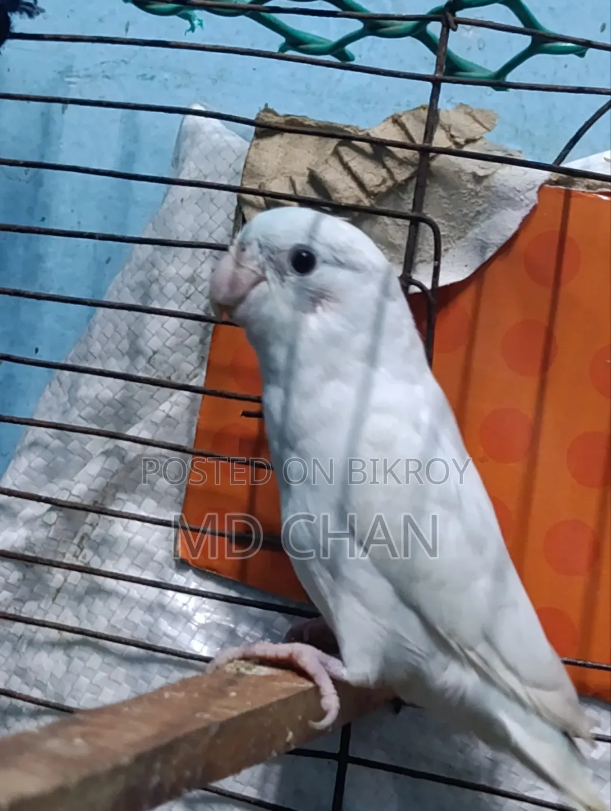 Forpus Bird