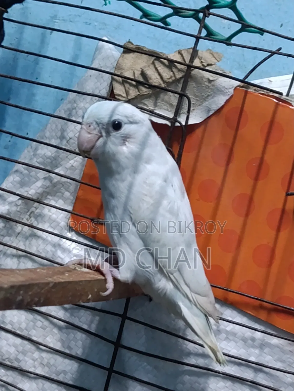Forpus Bird