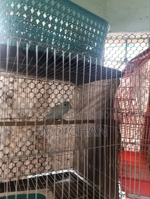 Forpus Bird
