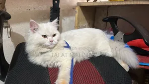 ৬-১২ মাসের ফিমেল পিওর পার্শিয়ান