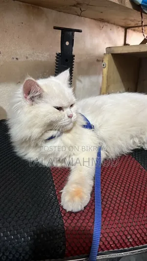 ৬-১২ মাসের ফিমেল পিওর পার্শিয়ান