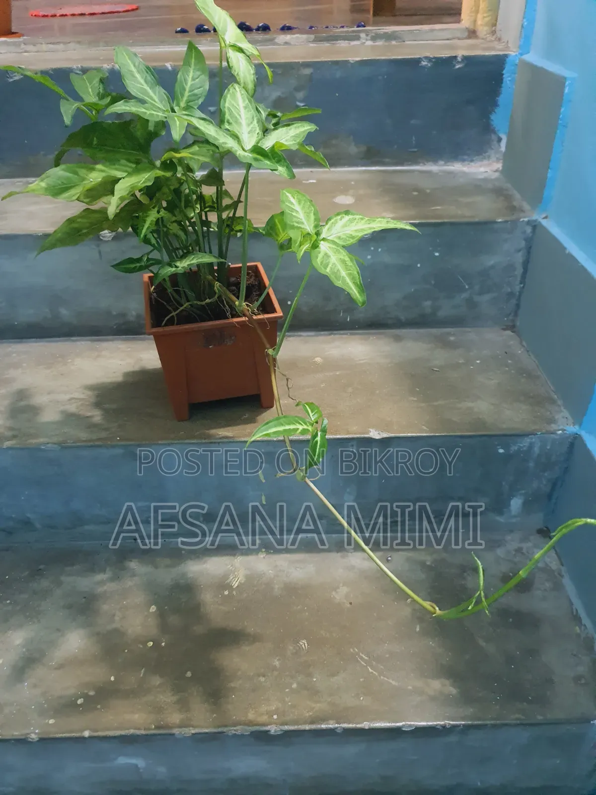 Indoor Plant