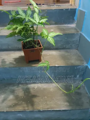 Indoor Plant