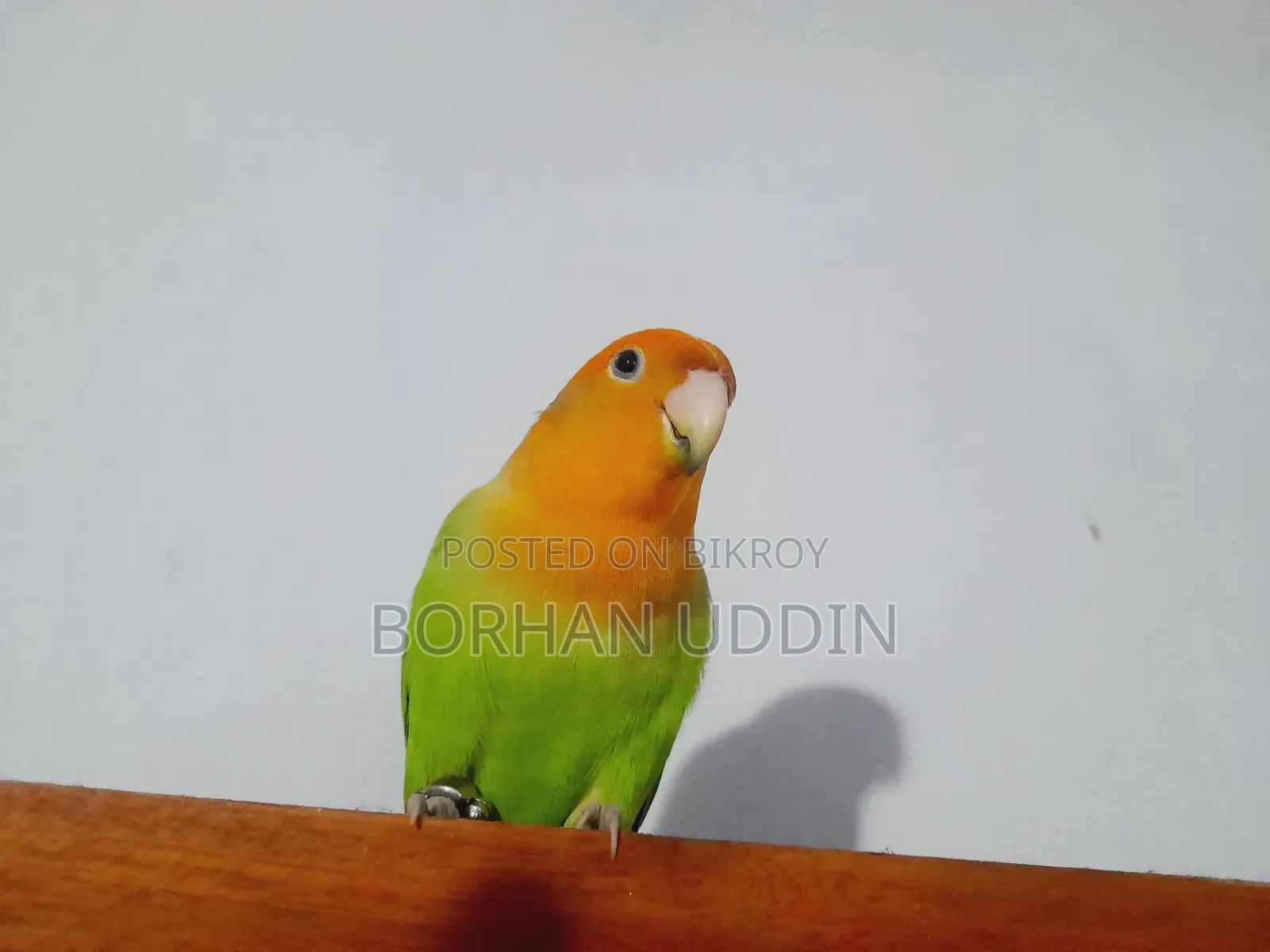 Tame Lovebird Male