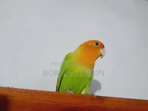 Tame Lovebird Male