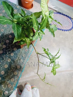 Indoor Plant