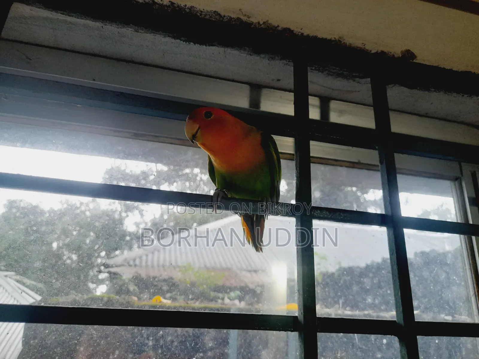 Tame Lovebird Male