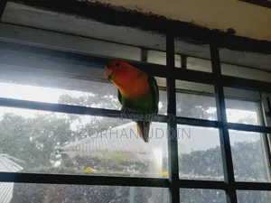 Tame Lovebird Male