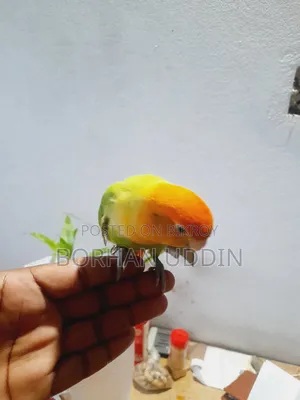 Tame Lovebird Male
