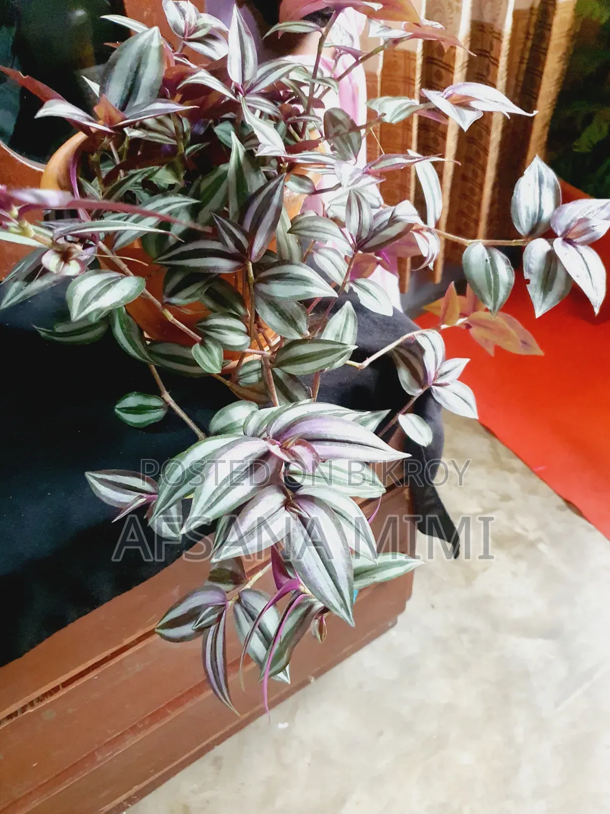 Indoor Plants