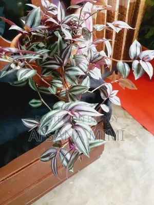 Indoor Plants