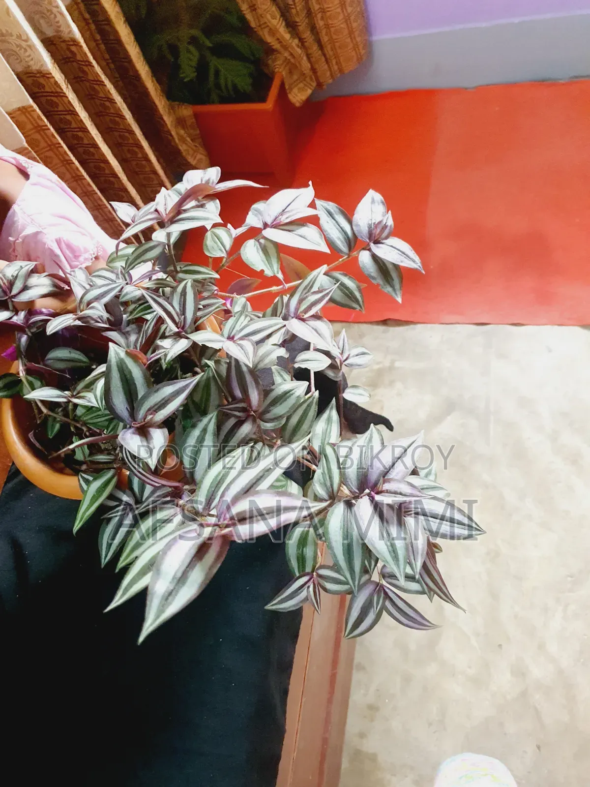 Indoor Plants