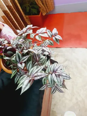 Indoor Plants