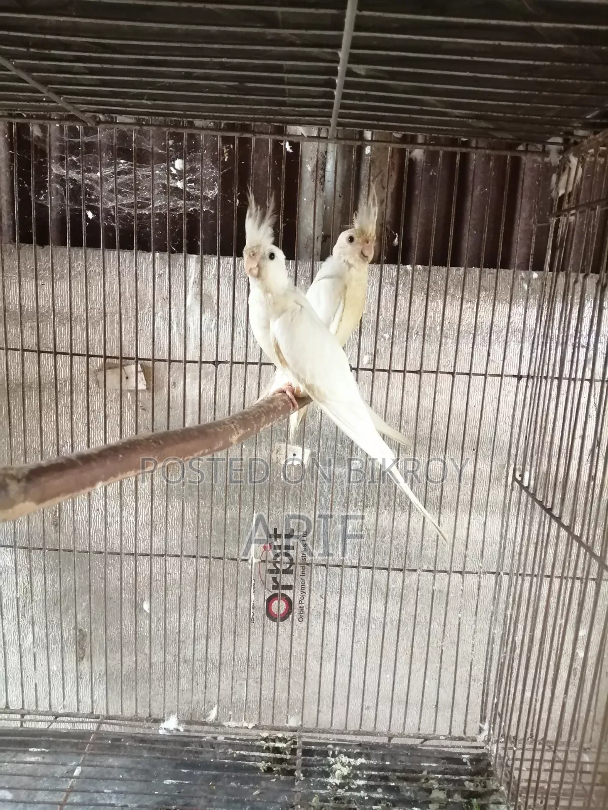 দুইটা বাচ্চা সহকারে