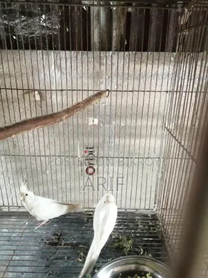 দুইটা বাচ্চা সহকারে