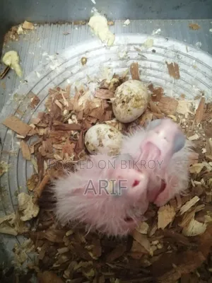 দুইটা বাচ্চা সহকারে