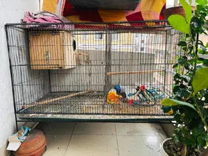 Bird Cage Big Size