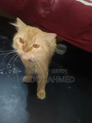 ১+ বছরের পুরুষ পিউরব্রেড পার্সিয়ান