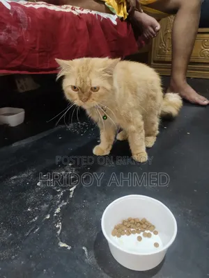 ১+ বছরের পুরুষ পিউরব্রেড পার্সিয়ান