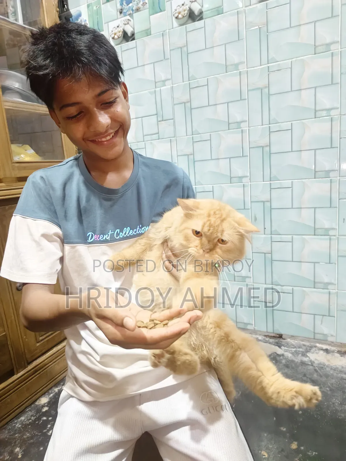 ১+ বছরের পুরুষ পিউরব্রেড পার্সিয়ান