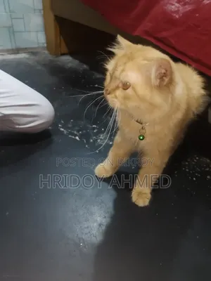 ১+ বছরের পুরুষ পিউরব্রেড পার্সিয়ান