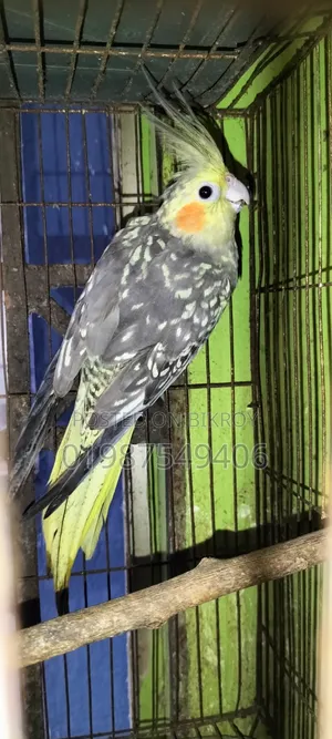 One piece running female cockatiel for sale