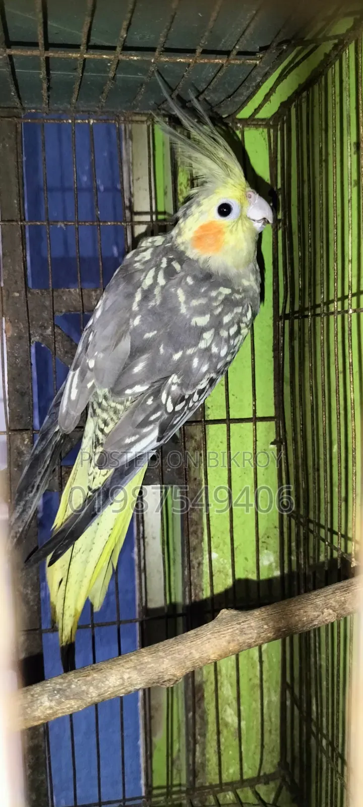 One piece running female cockatiel for sale