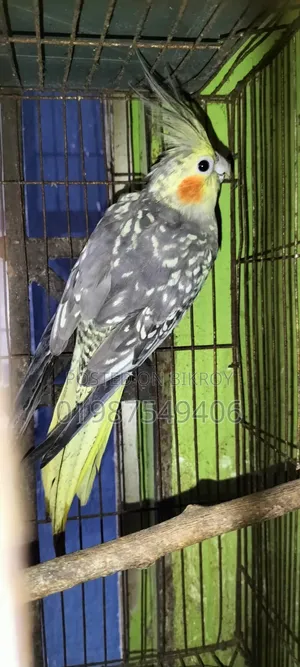 One piece running female cockatiel for sale