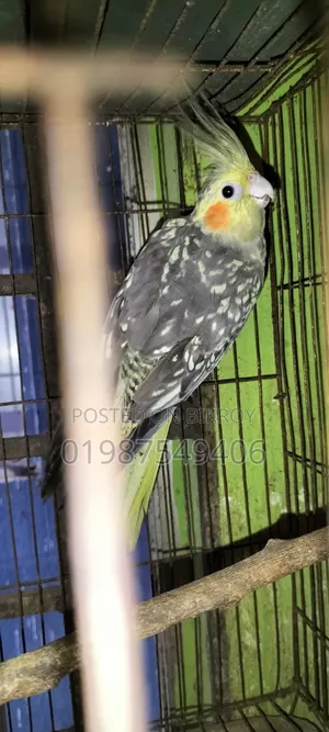One piece running female cockatiel for sale