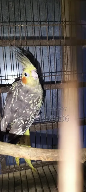 One piece running female cockatiel for sale
