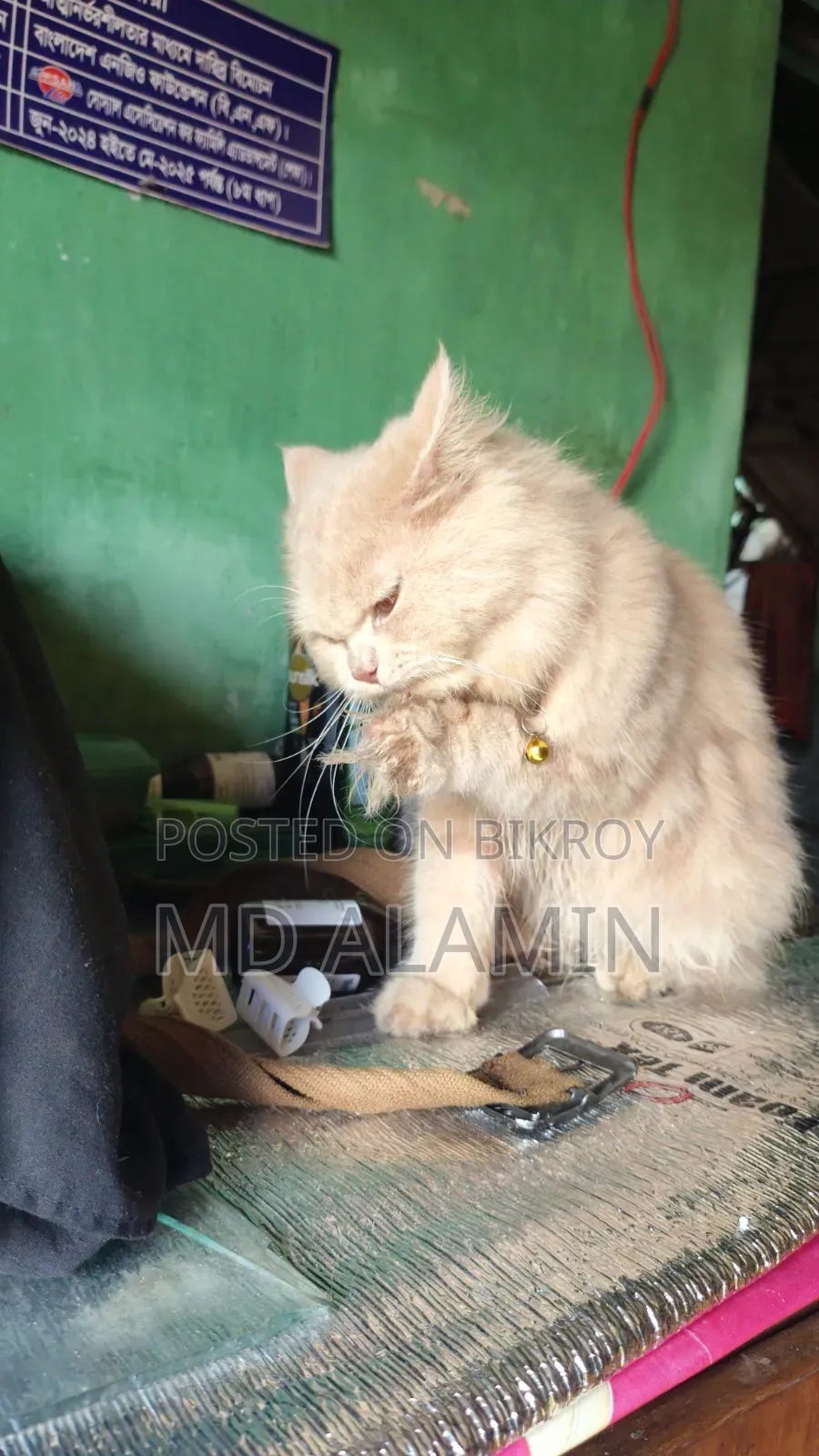 3-6 months Male Purebred Persian