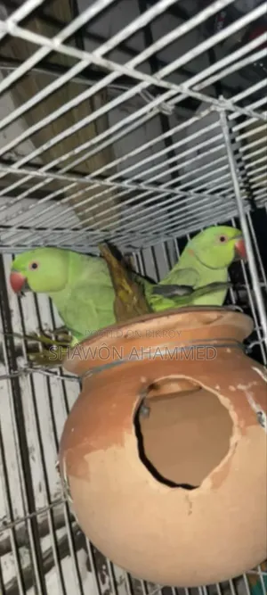 Parrot
