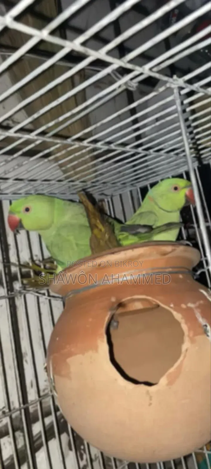 Parrot