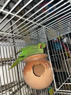 Parrot