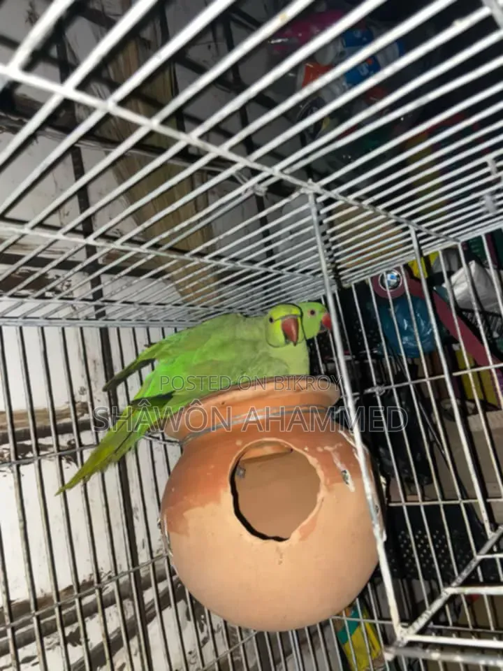 Parrot