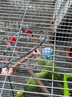 Parrot