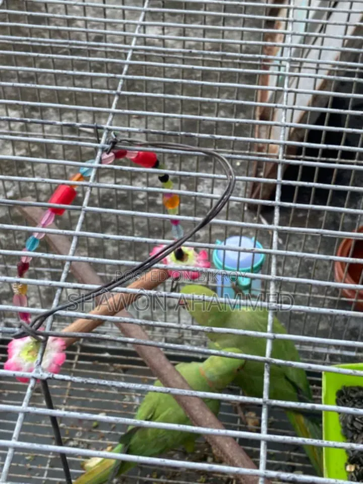 Parrot