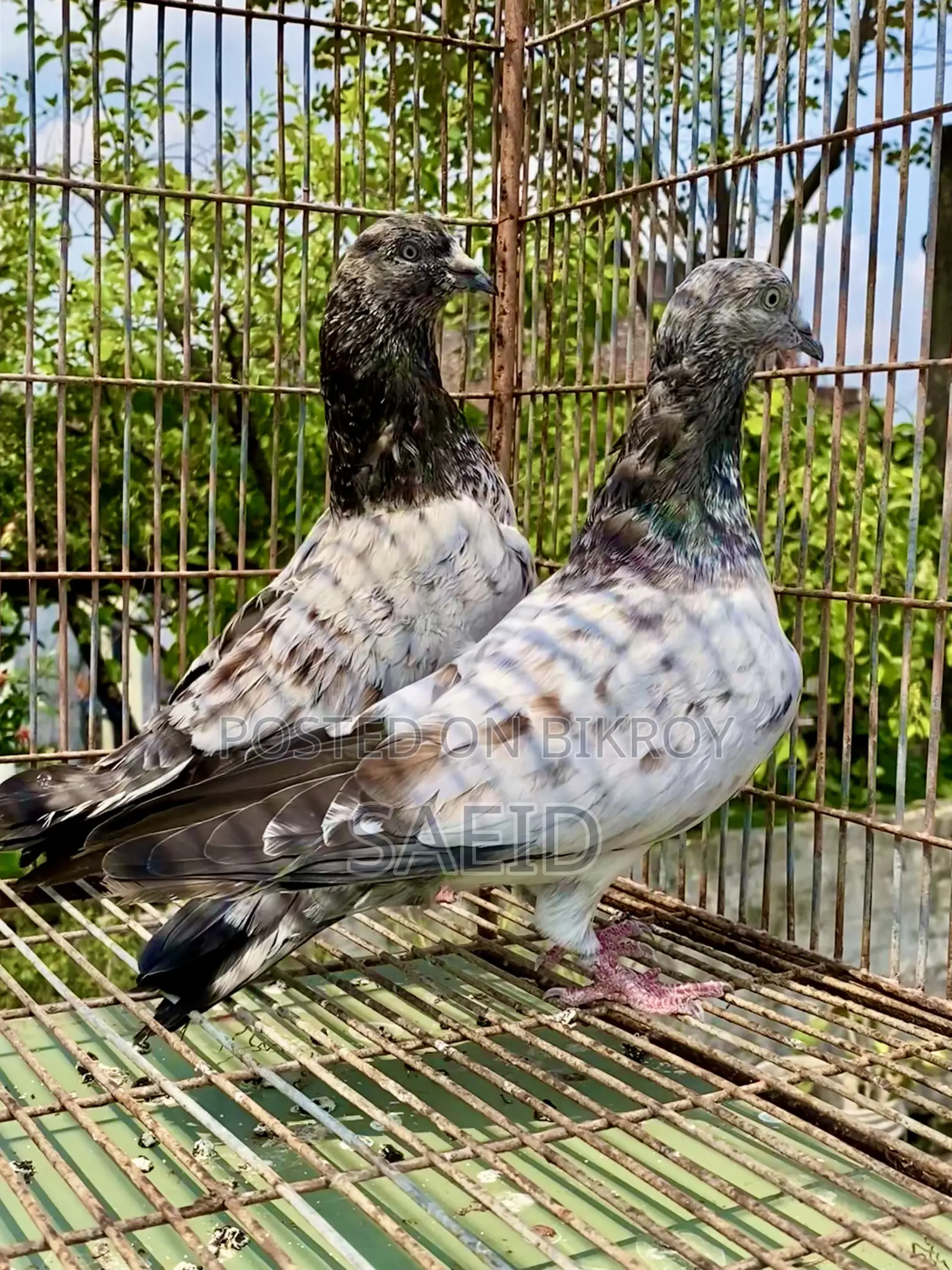 Lal Patti Running Pair