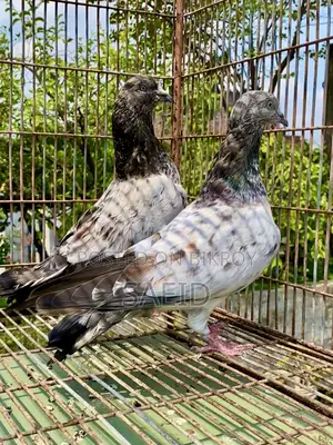 Lal Patti Running Pair